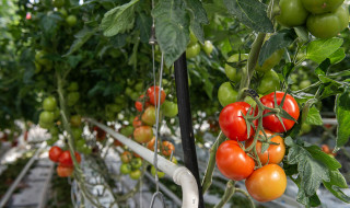 Tomatenplanten